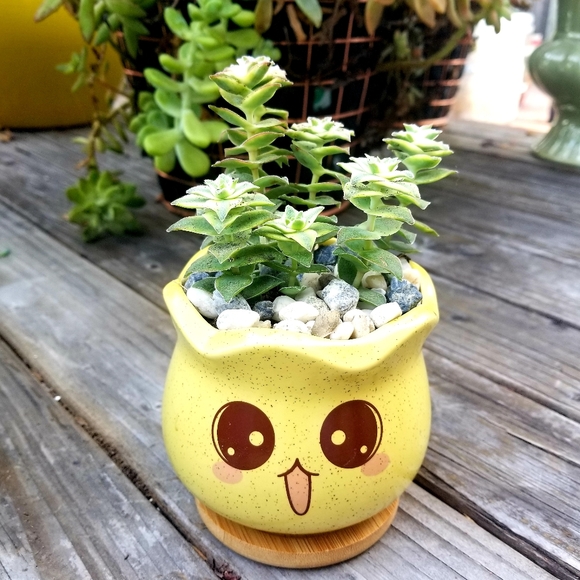 None Other - 🔴 Crussula Perforata Variegata